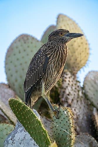 Ecuador-Galapagos-Genovesa Island-Darwin Bay. Yellow-crowned night heron perched on cactus. Art Print